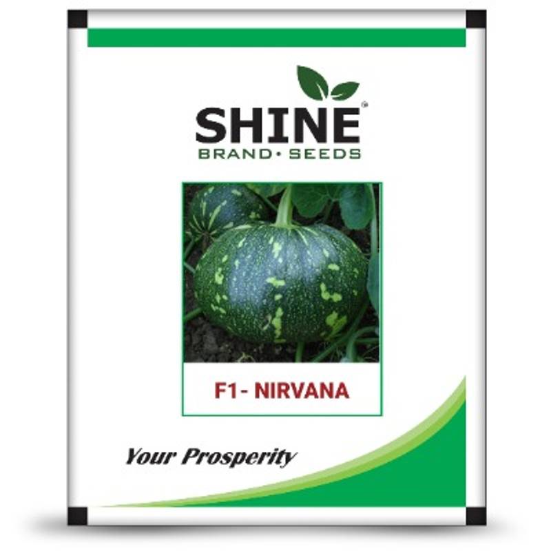 Pumpkin - Nirvana F1