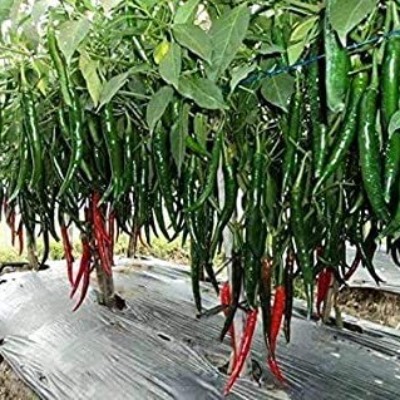 Chilli - Shine 820 F1