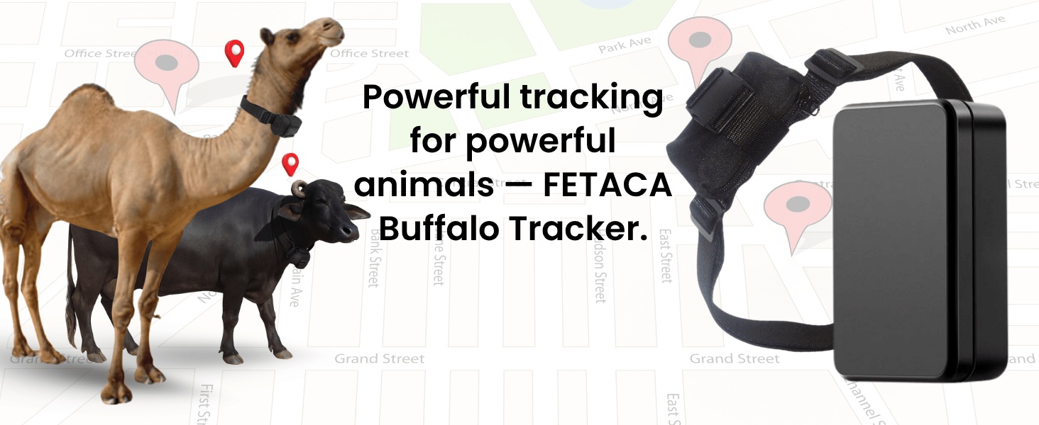Fetaca GPS Tracker used for tracking cows, camels, and livestock on farm for safety and management