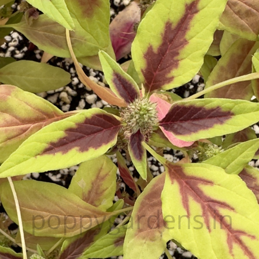 Amaranth, Chinese Multicolor