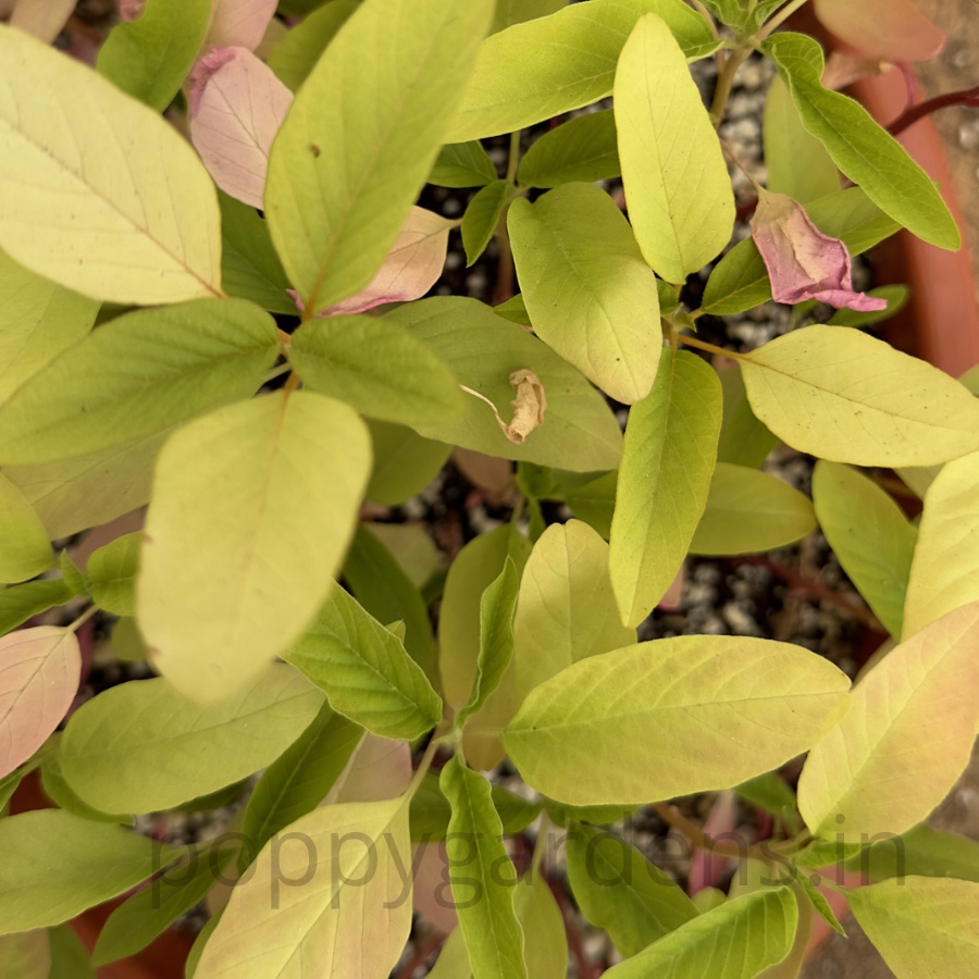 Amaranth, Aurelia's Verde