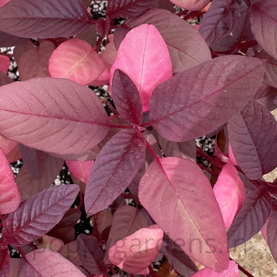 Amaranth, Hopi Red Dye