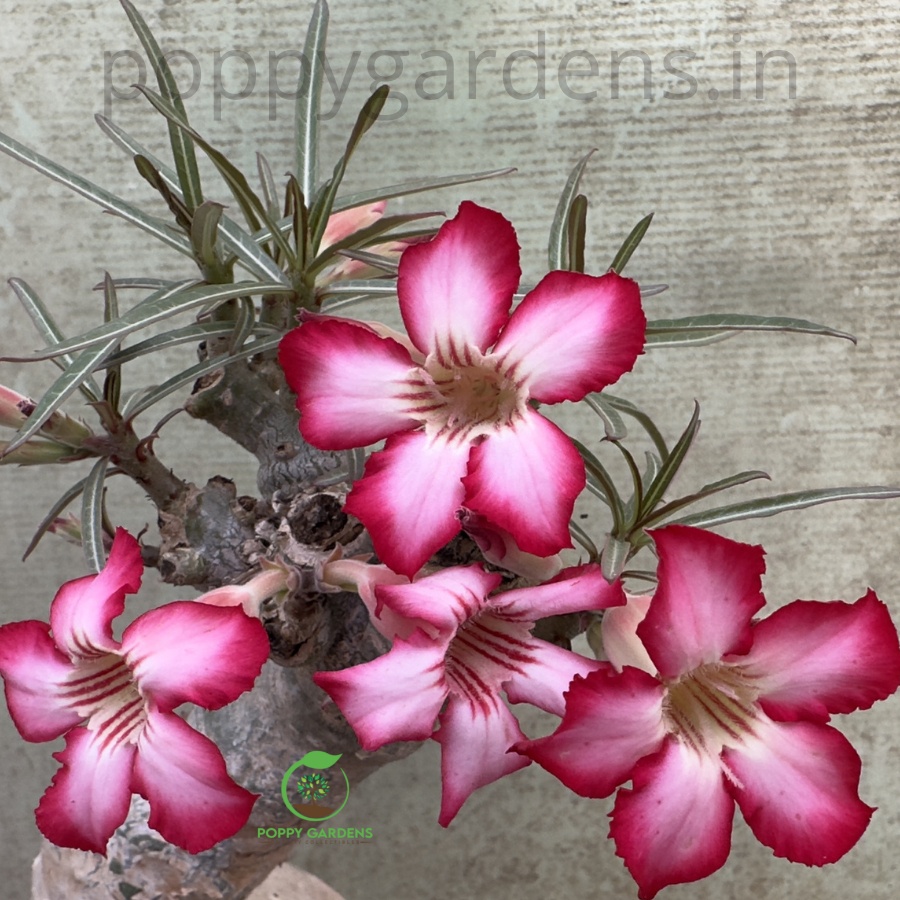 Adenium Somalense Var. Nova