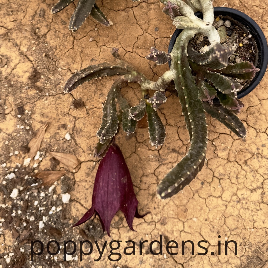 Stapelia Leendertziae