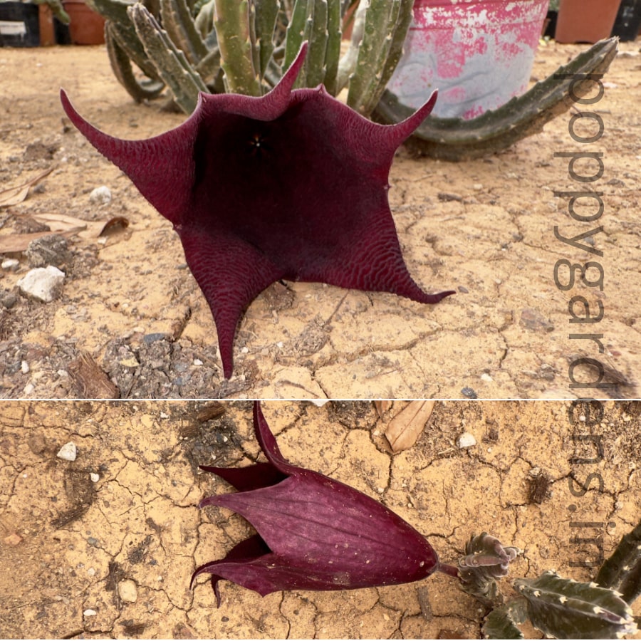 Stapelia Leendertziae