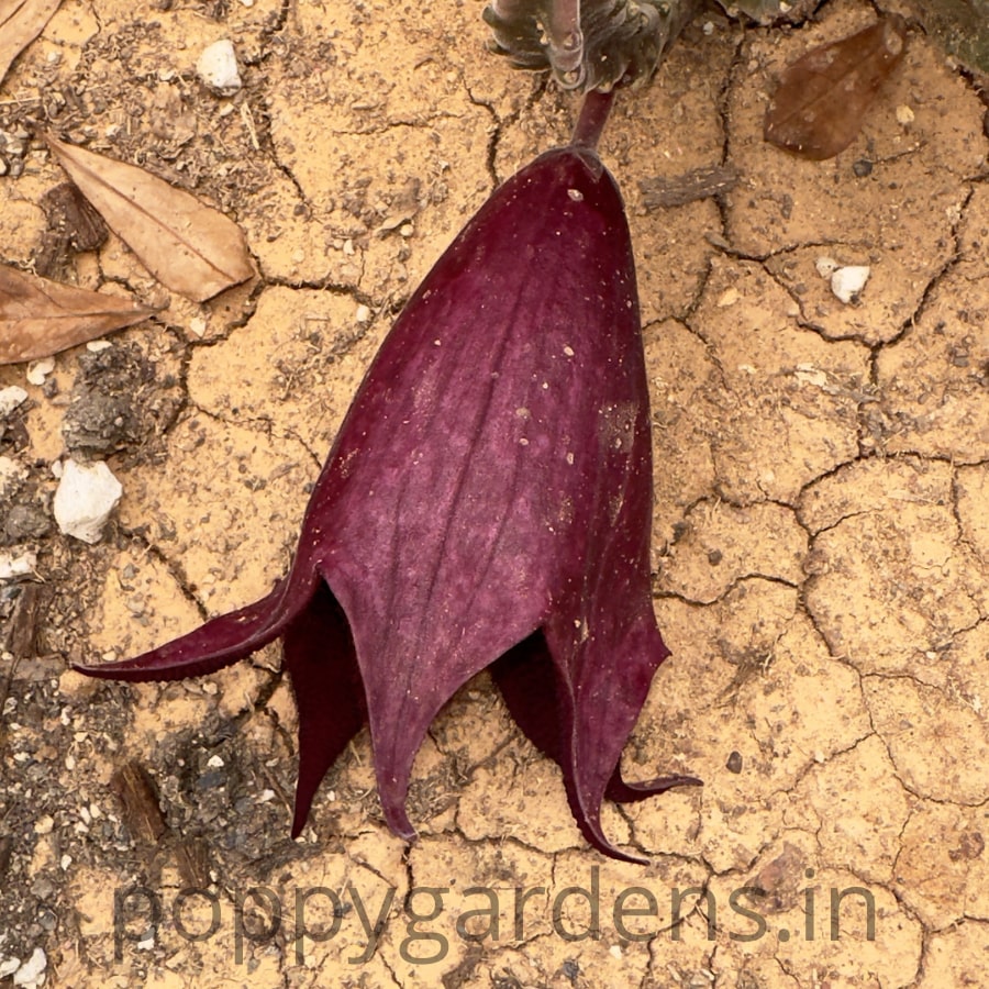 Stapelia Leendertziae