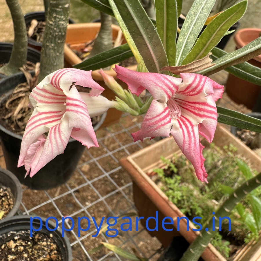 Adenium Crispum