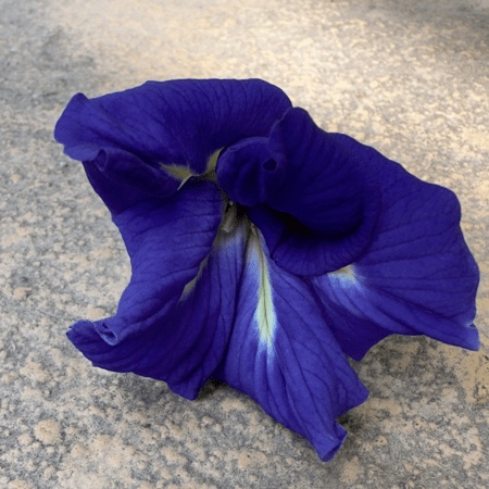 Clitorea Ternatea, Dark Blue Double Petal 20 Seeds