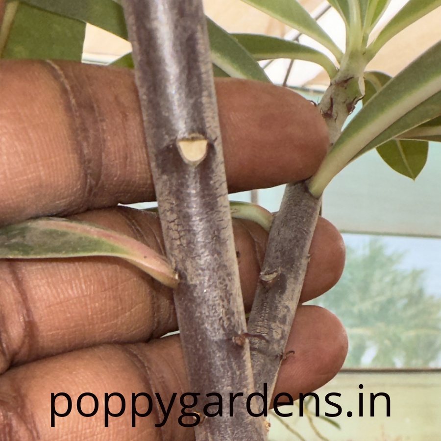 Adenium Somalense Black Stem (Hybrid)