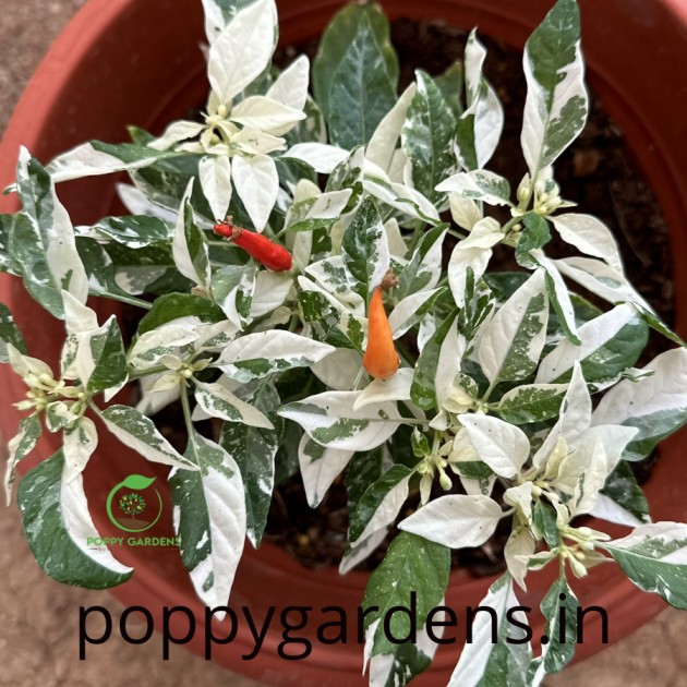 Shu Variegated Pepper (10 Seeds)