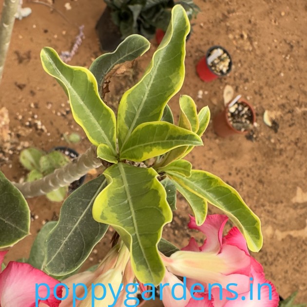 variegated Somalence (15 Seeds)