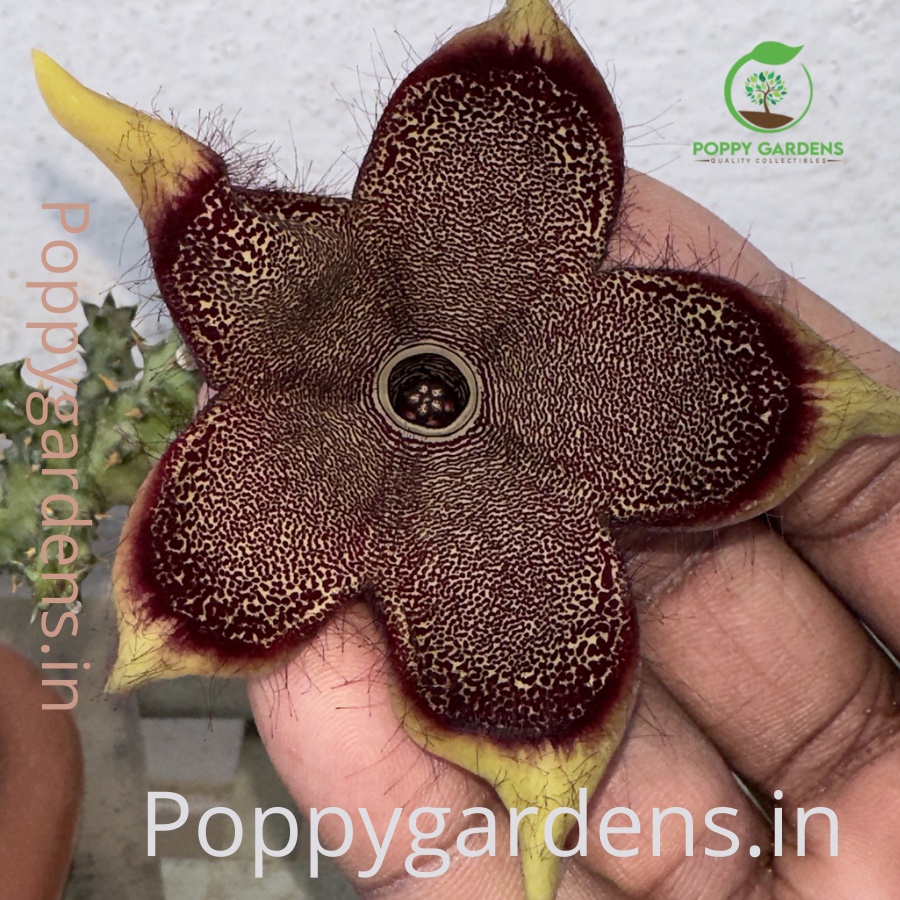 Edithcolea Grandis Hybrid No.4