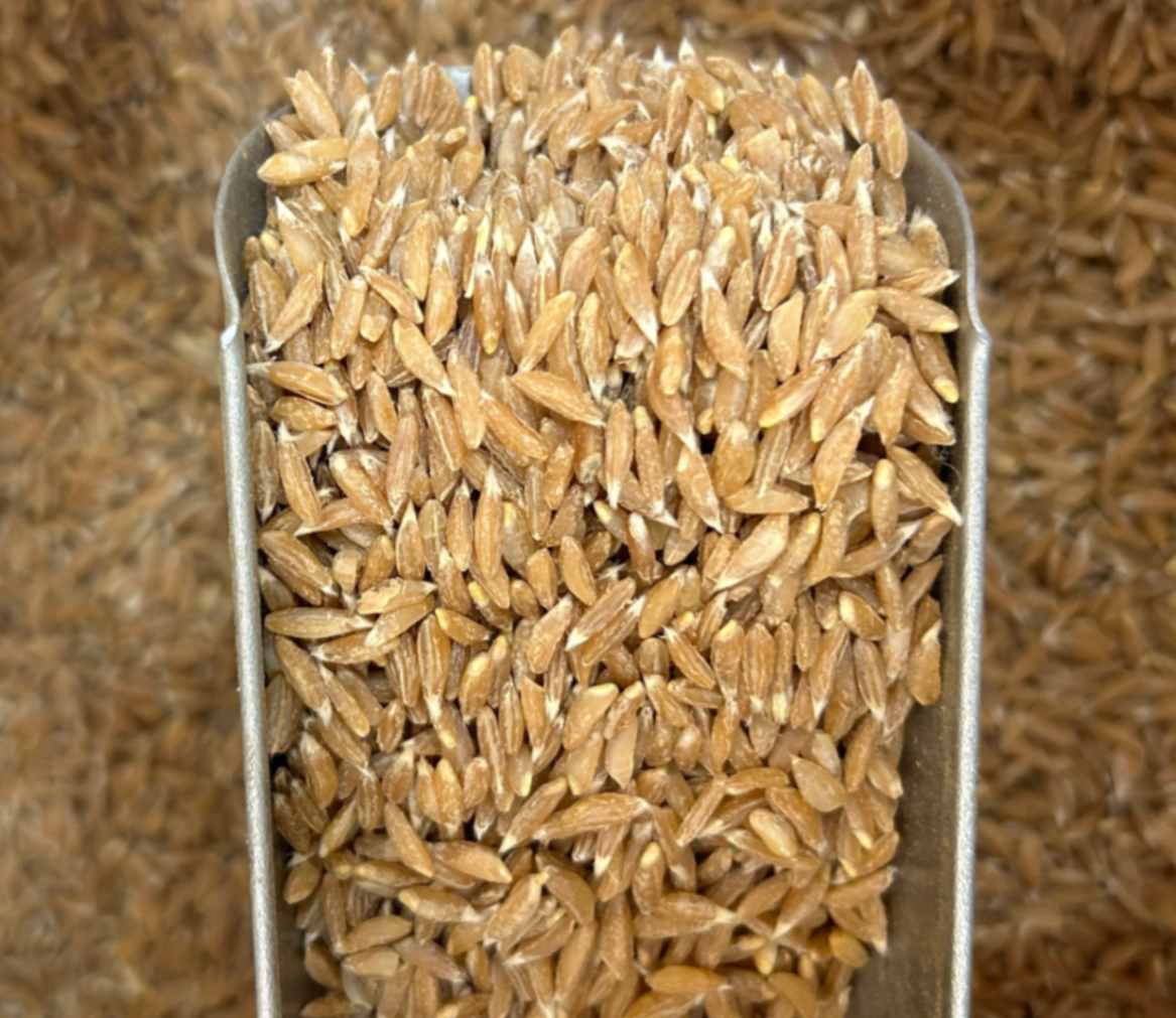 khapli wheat atta