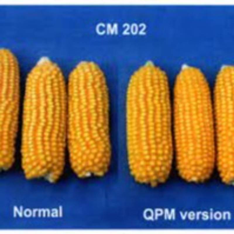 Maize - Rise 202