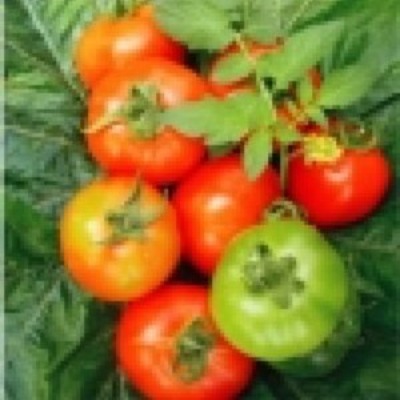 Tomato - Dragon F1