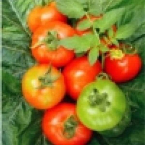 Tomato - Dragon F1