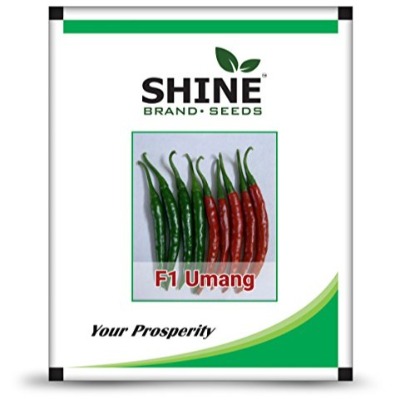 Chilli - Umang F1
