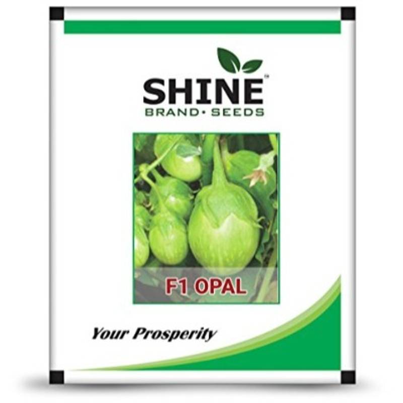 Brinjal - Opal F1