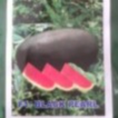 WaterMelon - Creta Ice Box