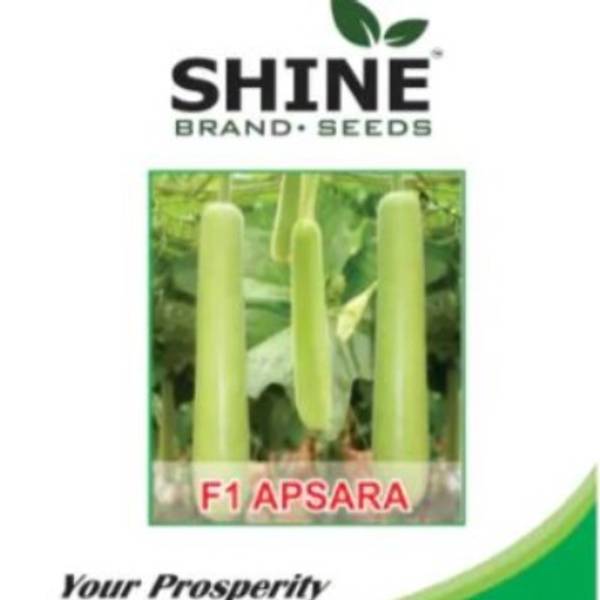 Bottle Gourd - Apsara F1