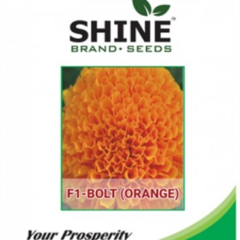 Marigold - Bolt Orange F1