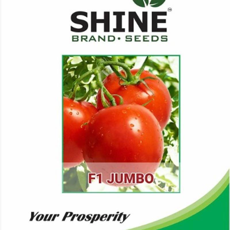 Tomato - Jumbo F1