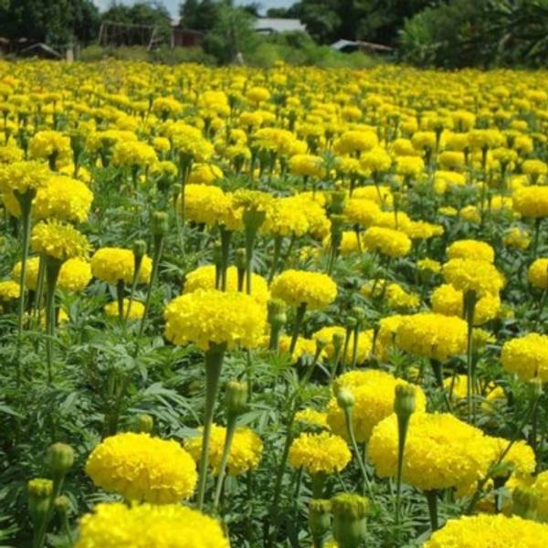 Marigold - Brezza Yellow F1