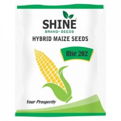 Maize - Rise 202