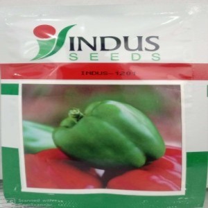 Capsicum - 1201