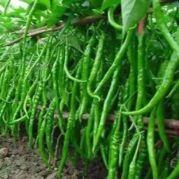 Chilli - Shine 610 F1