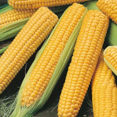 Sweet Corn - Sweet 80
