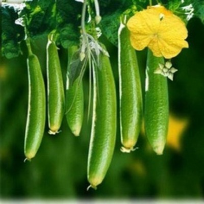 Sponge Gourd - Harita F1