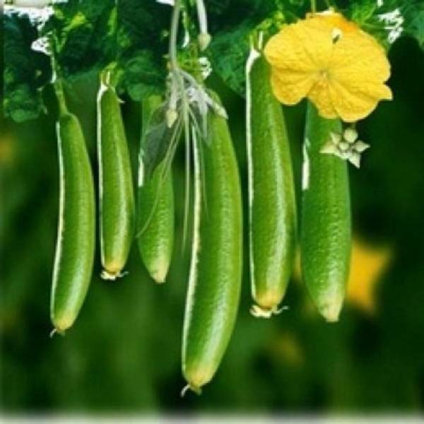 Sponge Gourd - Harita F1