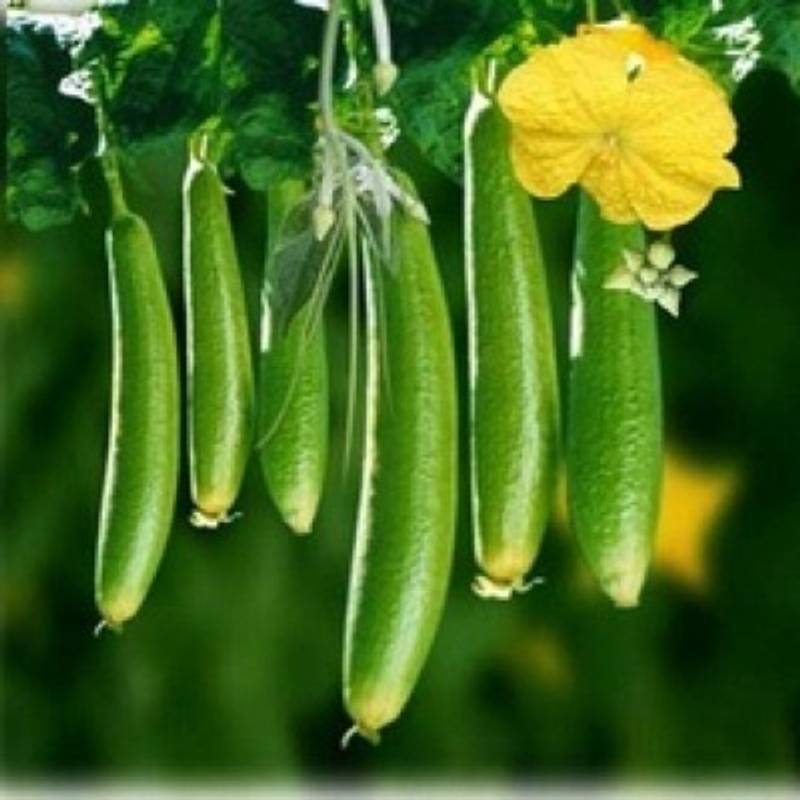 Sponge Gourd - Harita F1