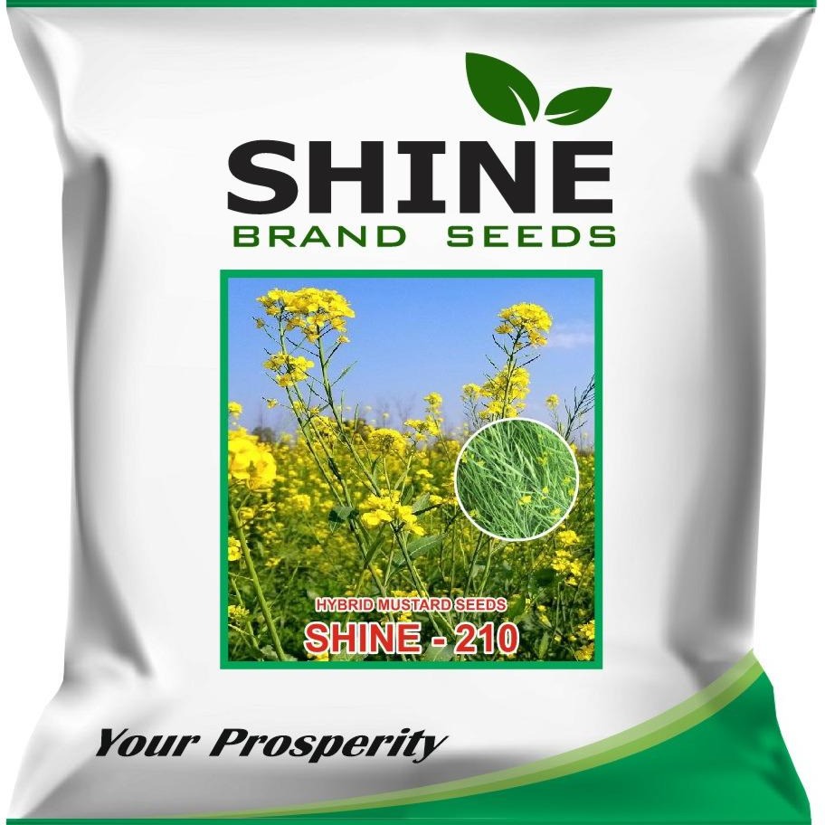 Mustard Shine-210 - Shine Brand Seeds (1 Kg)