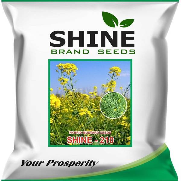 Mustard Shine-210 - Shine Brand Seeds (1 Kg)