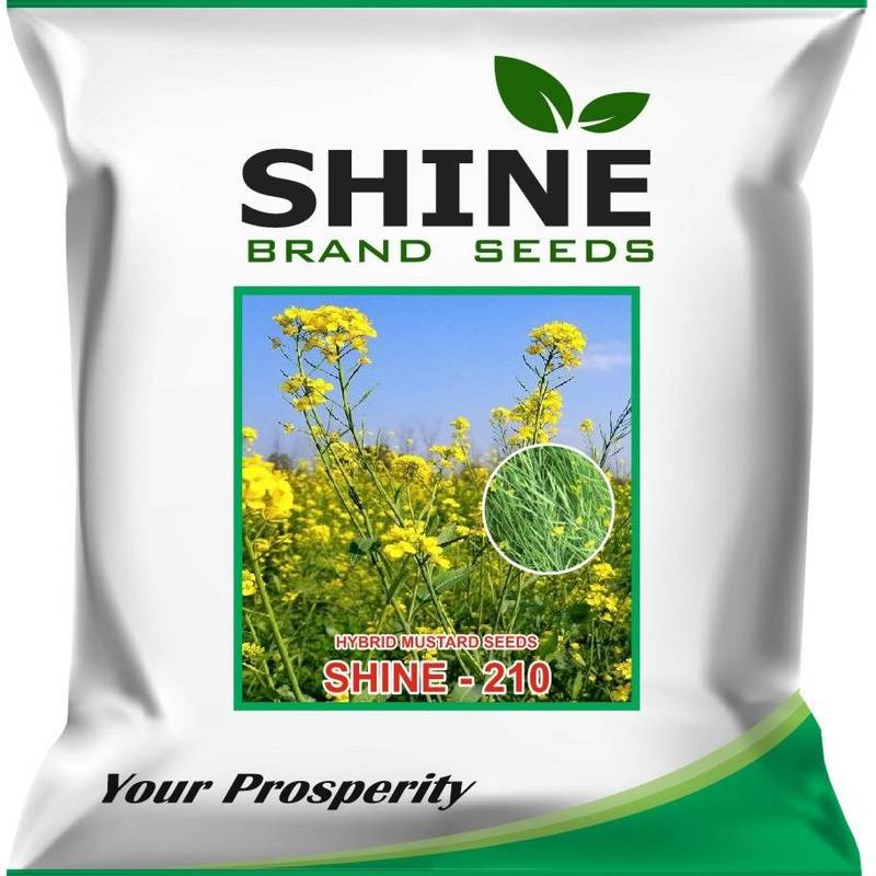 Mustard Shine-210 - Shine Brand Seeds (1 Kg)