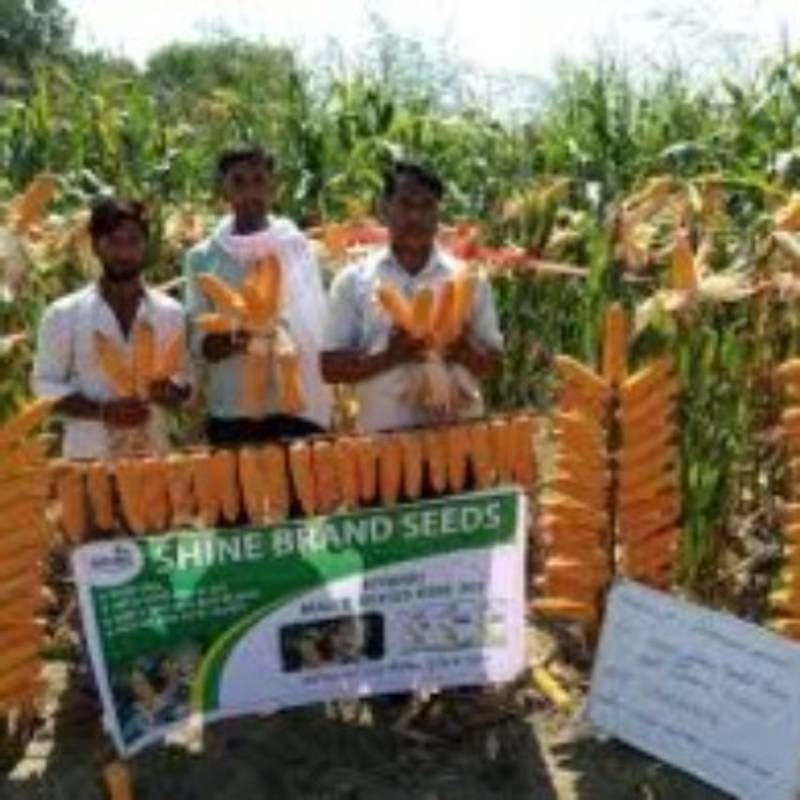 Maize - Rise 303