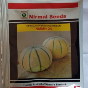 Muskmelon - NMMH- 24 - Nirmal Seeds