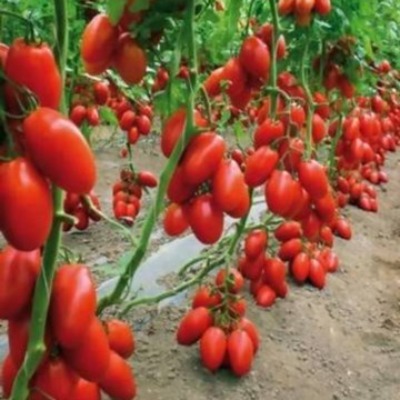 Tomato - Jumbo F1