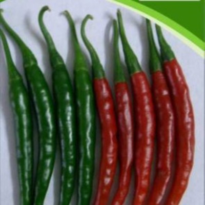 Chilli - Umang F1