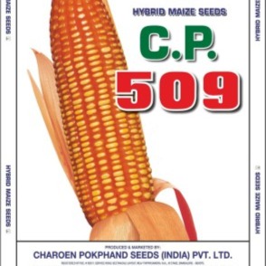 Maize 509 Hybrid - CP Seeds, Makka Ke Beej