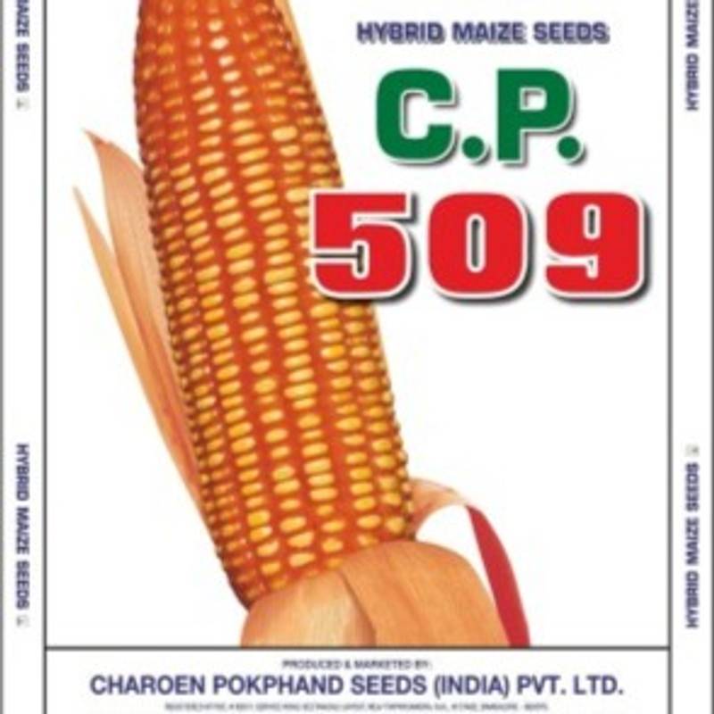 Maize 509 Hybrid - CP Seeds, Makka Ke Beej