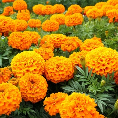 Marigold - Bolt Orange F1