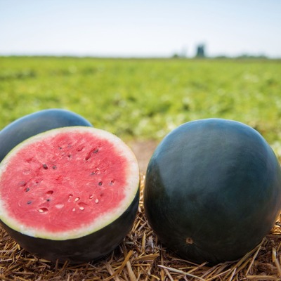 WaterMelon - Black Diamond
