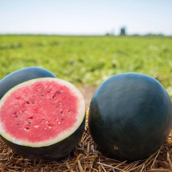 WaterMelon - Black Diamond