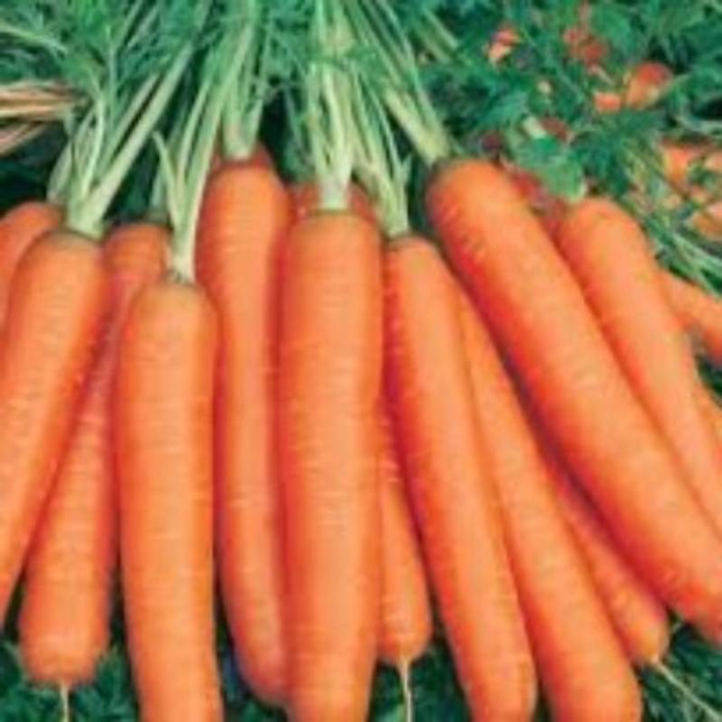 Carrot - Early Nantes