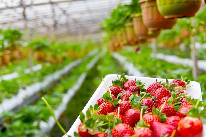 strawberry 785068 480