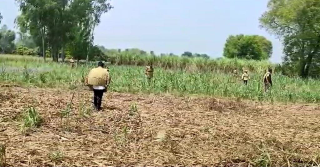 मेरठ : किसान को मिला एक माह का तेंदए का शावक, मादा से मिलाने के लिए वन विभाग कर रहा तैयारी 3 111 25