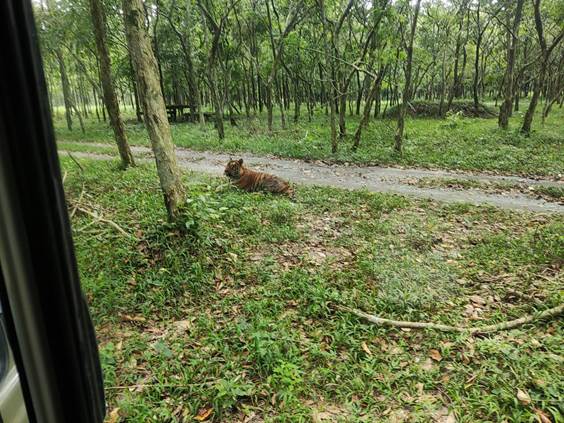 Union Minister of State Ashwini Choubey adopts 'Tiger' in Bengal Safari Siliguri, named 'Agniveer' 2 112 20